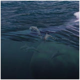 Bow Wave Dolphins