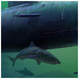 Shark
