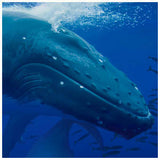 Humpback Whale Mouth