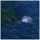 Dolphins In Bow Wave